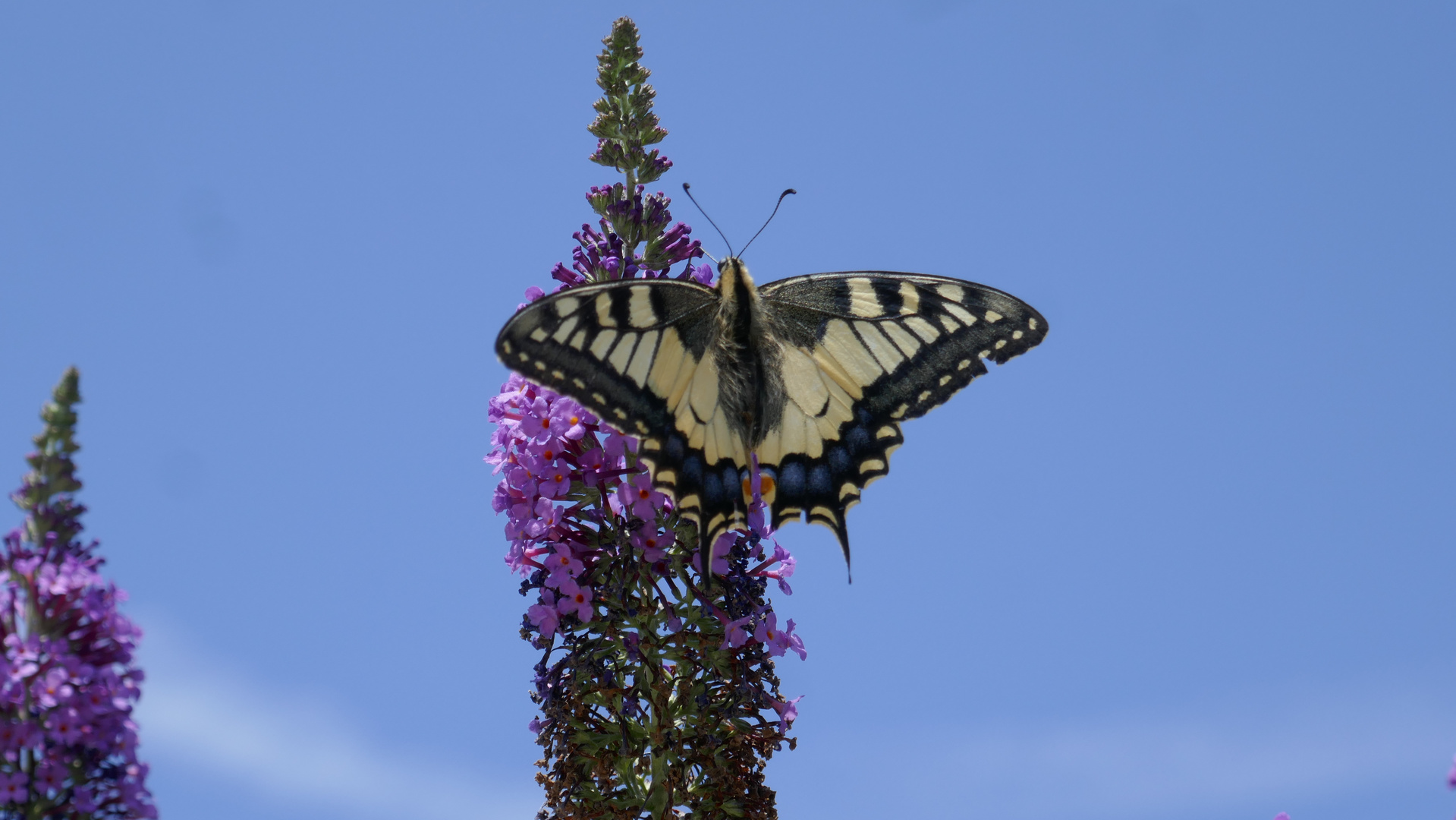 Der Sommerflieder...