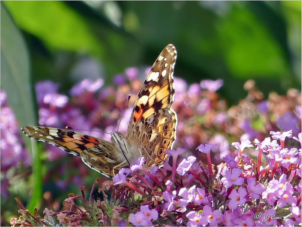 Der Sommerflieder blüht