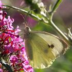 Der Sommerflieder ist ein Schmetterlings-Magnet