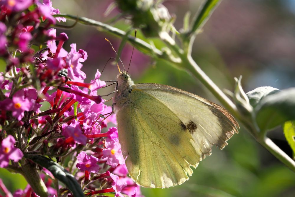 Der Sommerflieder ist ein Schmetterlings-Magnet