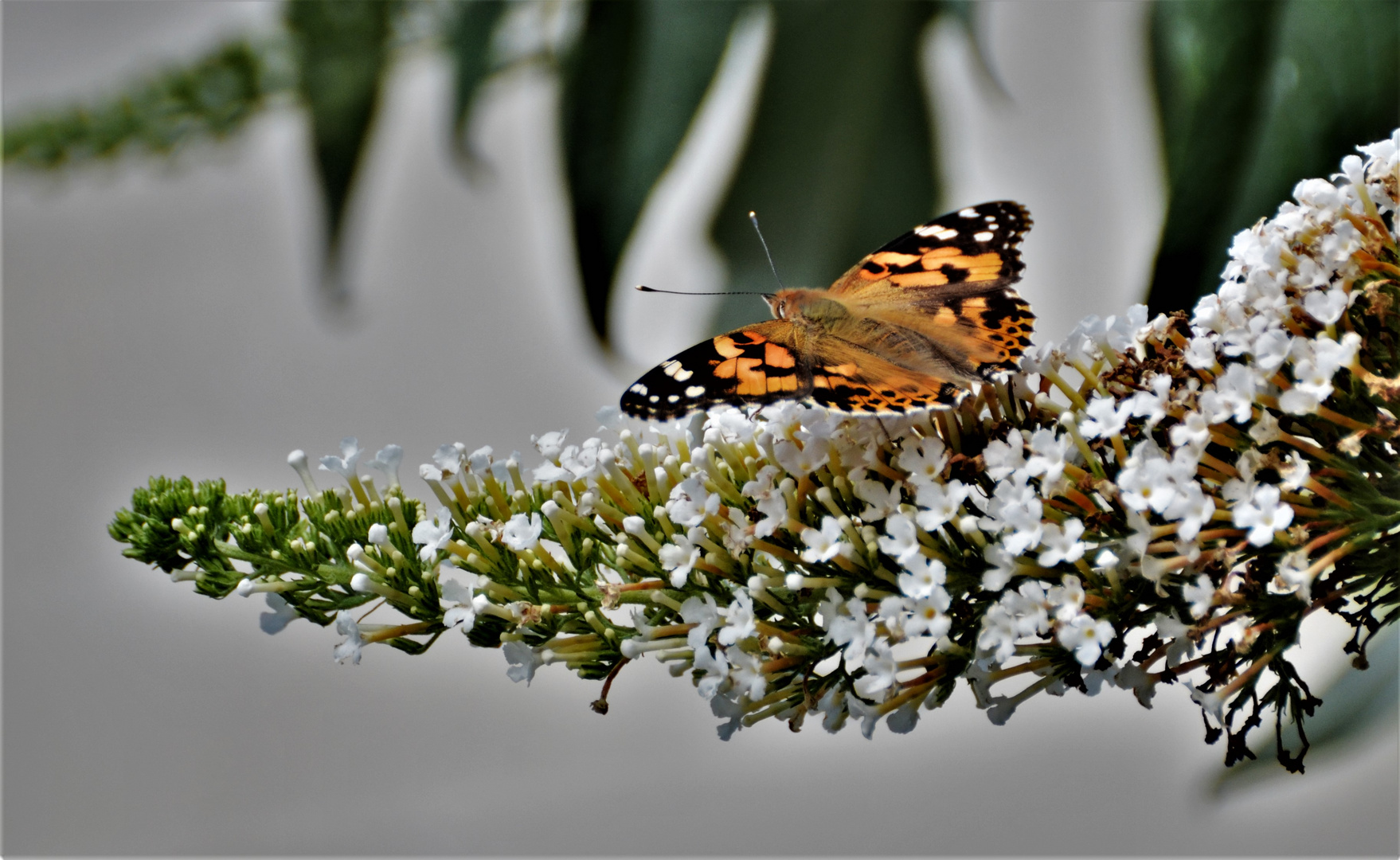 Der Sommerflieder ist immer begehrt ....