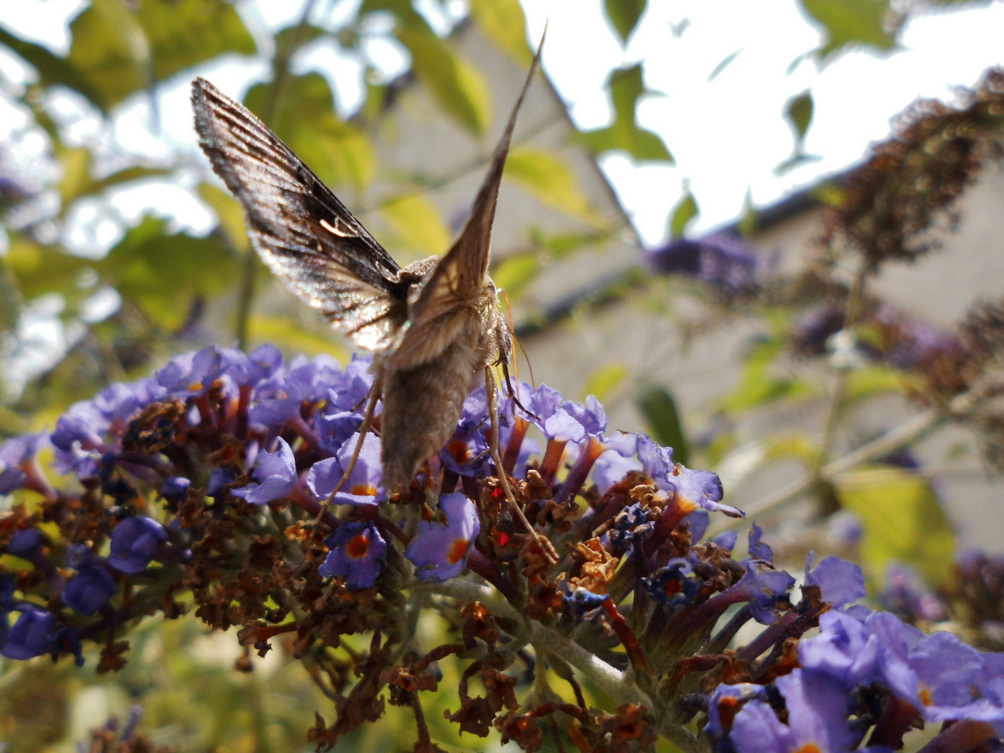 Der Sommerflieder lockt viele Insekten an 1