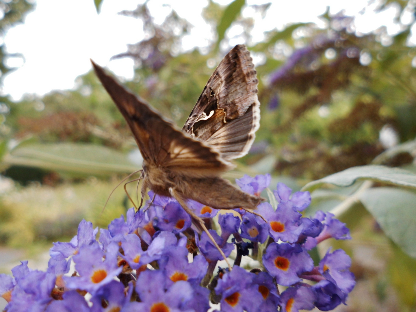 Der Sommerflieder lockt viele Insekten an 2