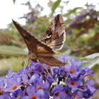 Der Sommerflieder lockt viele Insekten an 2