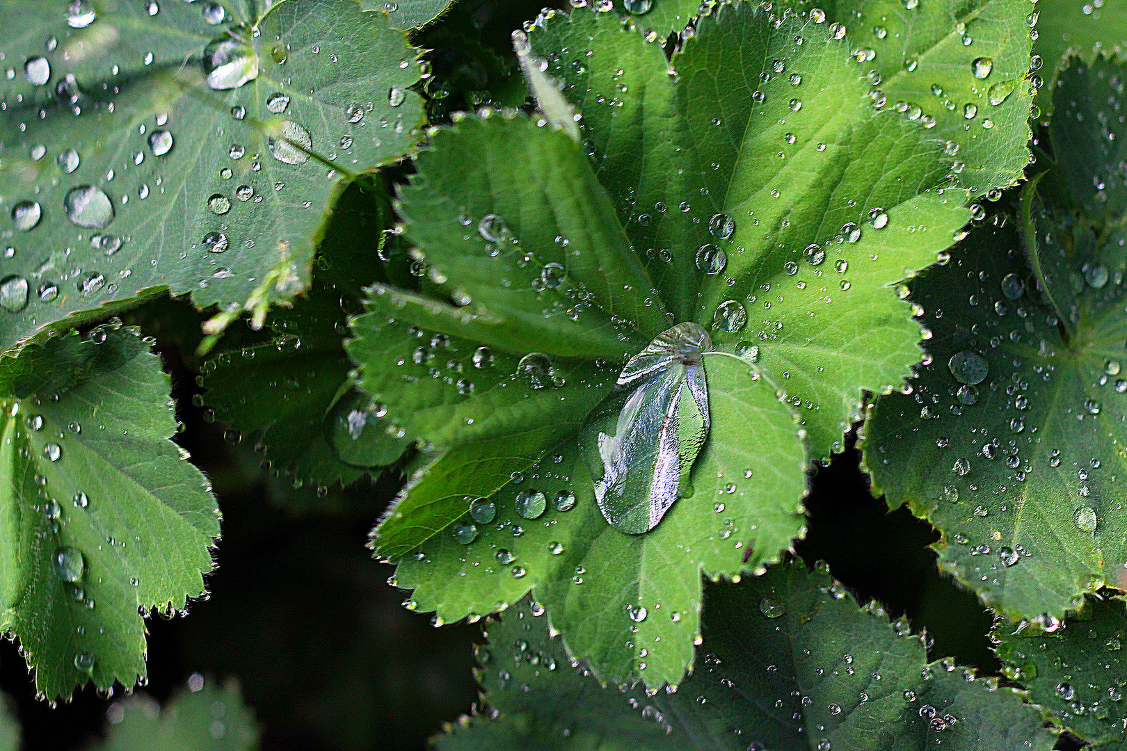 Der Sommerregen