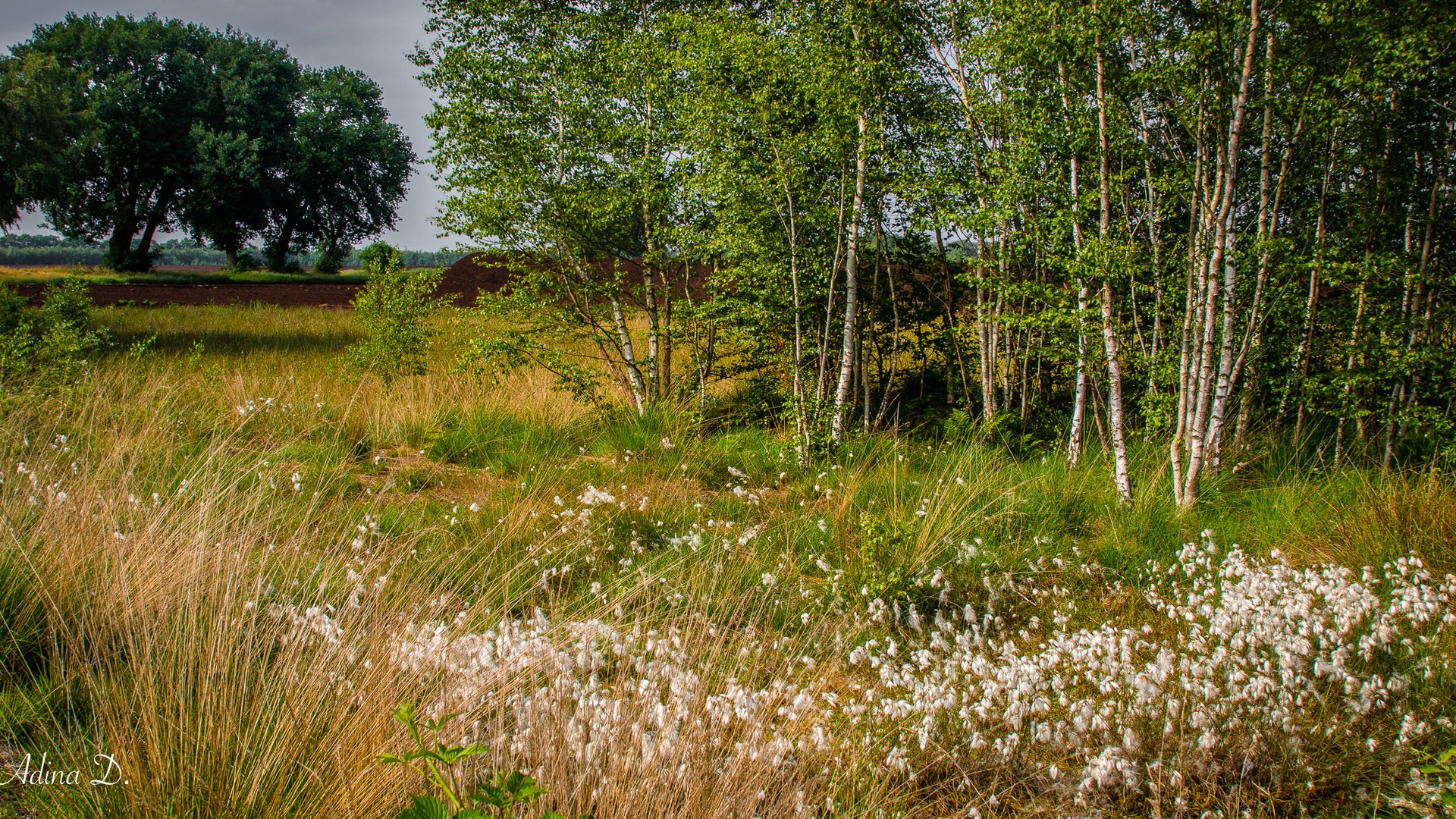 "Der Sommerschnee"