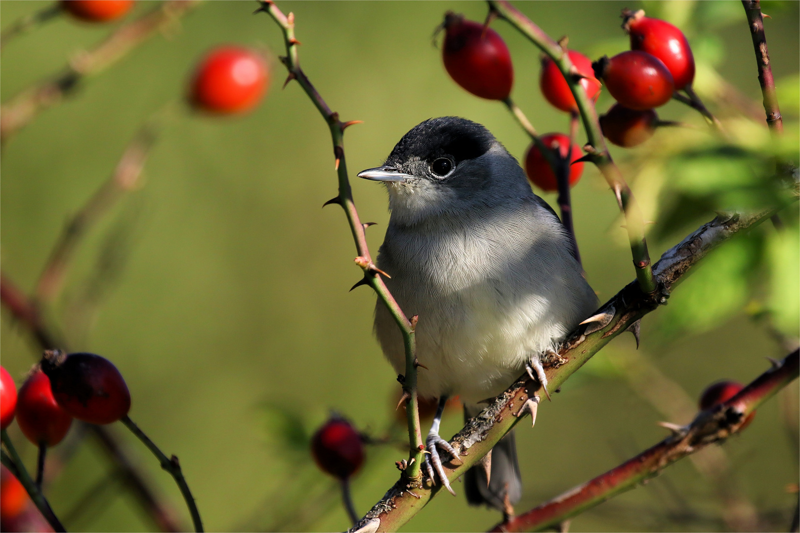 Der Sommervogel im herbstlichen Umfeld - Mönchsgrasmücke - Sylvia atricapilla - 