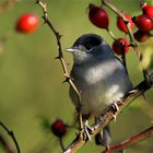 Der Sommervogel im herbstlichen Umfeld - Mönchsgrasmücke - Sylvia atricapilla - 