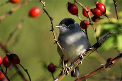 Der Sommervogel im herbstlichen Umfeld - Mönchsgrasmücke - Sylvia atricapilla - 