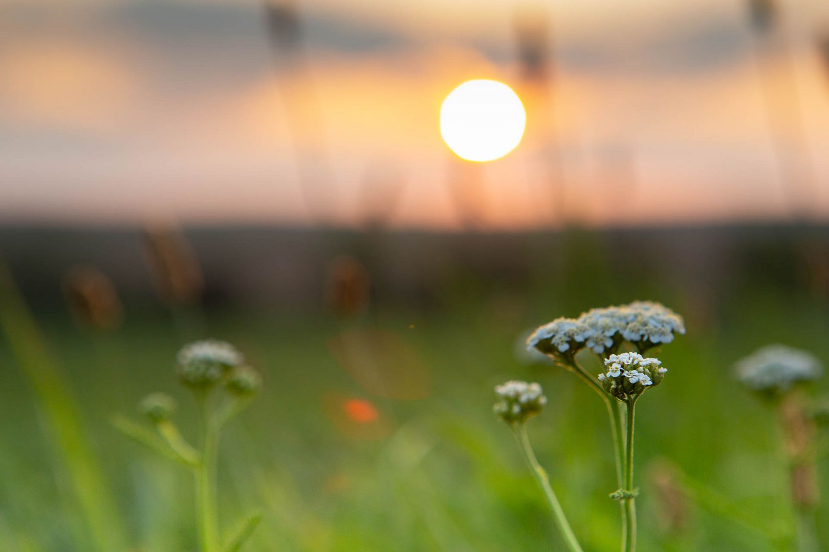 Der Sonne Abschied