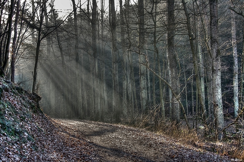 der Sonne entgegen