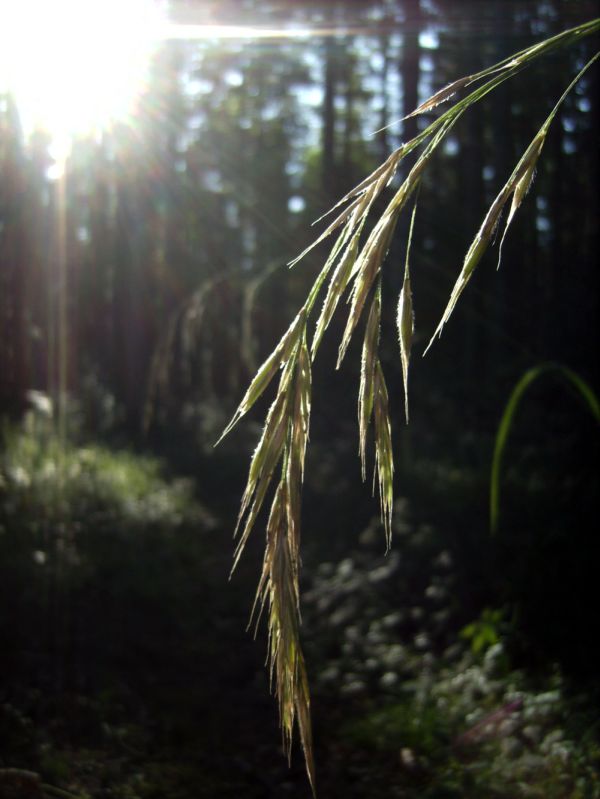 Der Sonne entgegen...