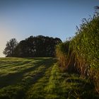 Der Sonne Entgegen