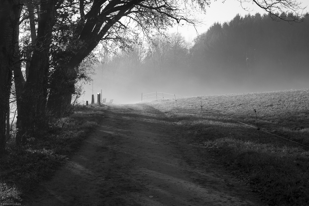 Der Sonne entgegen