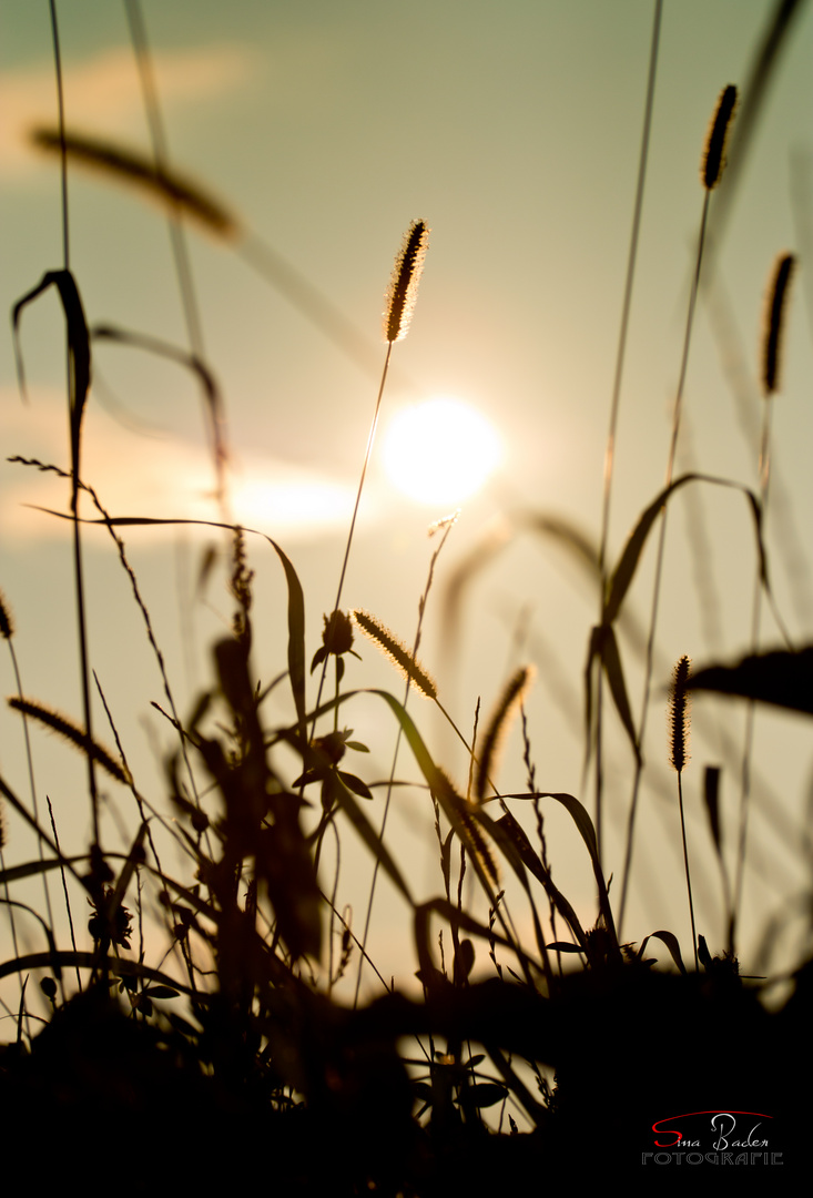 Der Sonne entgegen