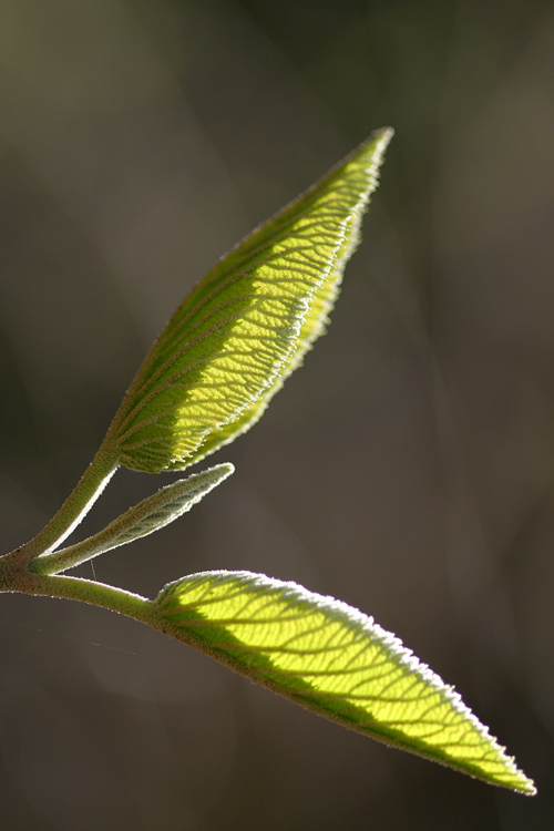 Der Sonne entgegen (1)