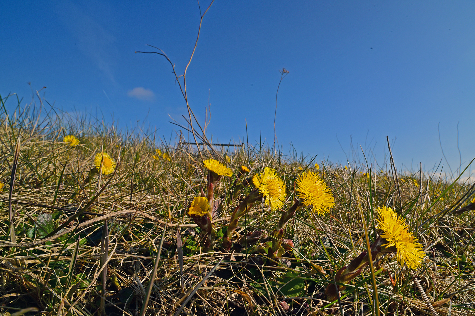 Der Sonne entgegen