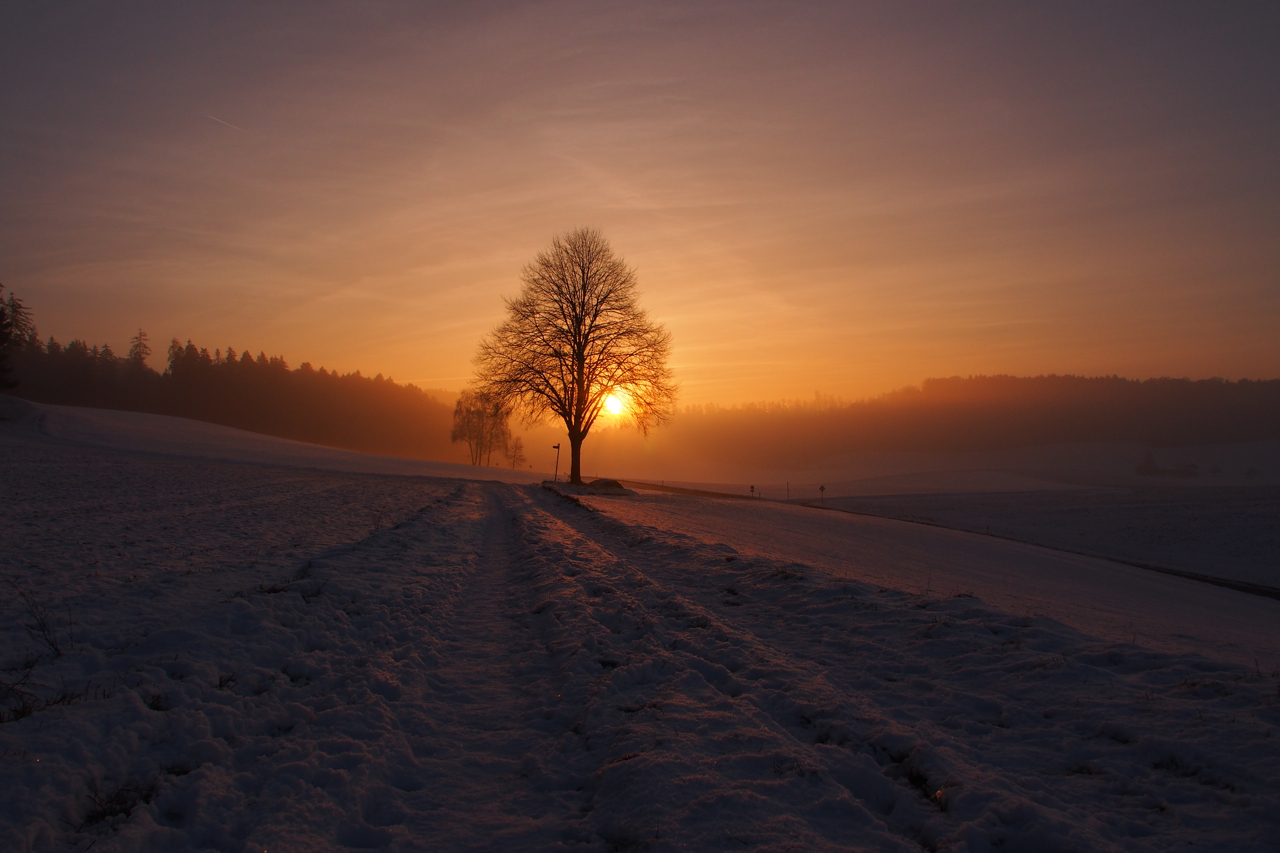 Der Sonne entgegen