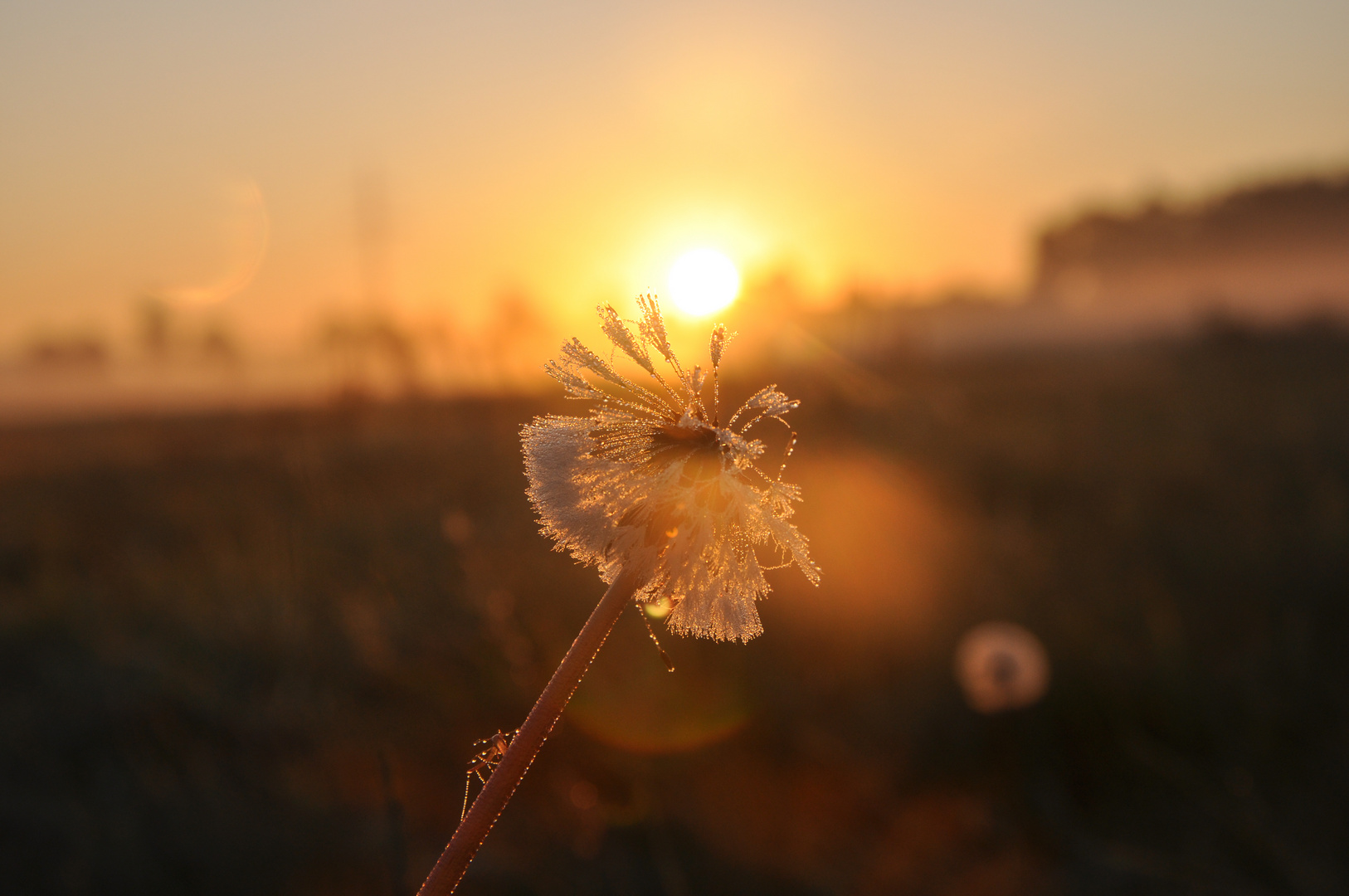 Der Sonne entgegen