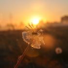 Der Sonne entgegen