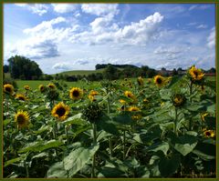 Der Sonne entgegen....