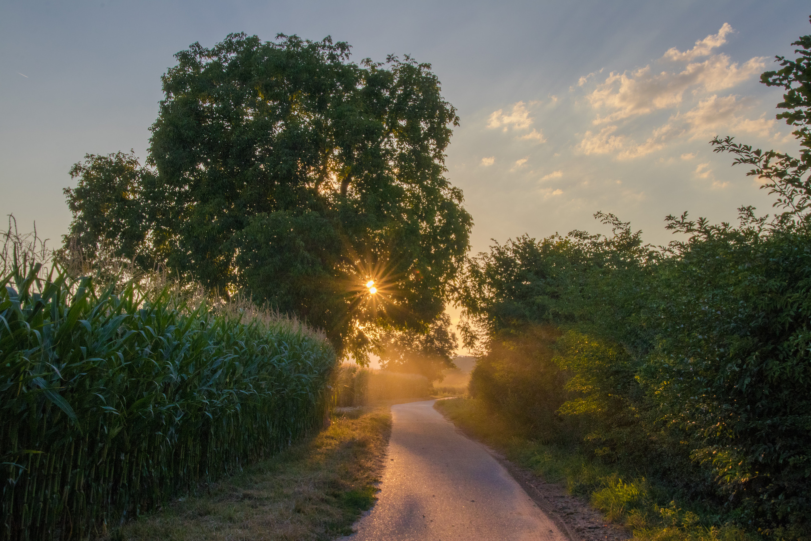 Der Sonne entgegen