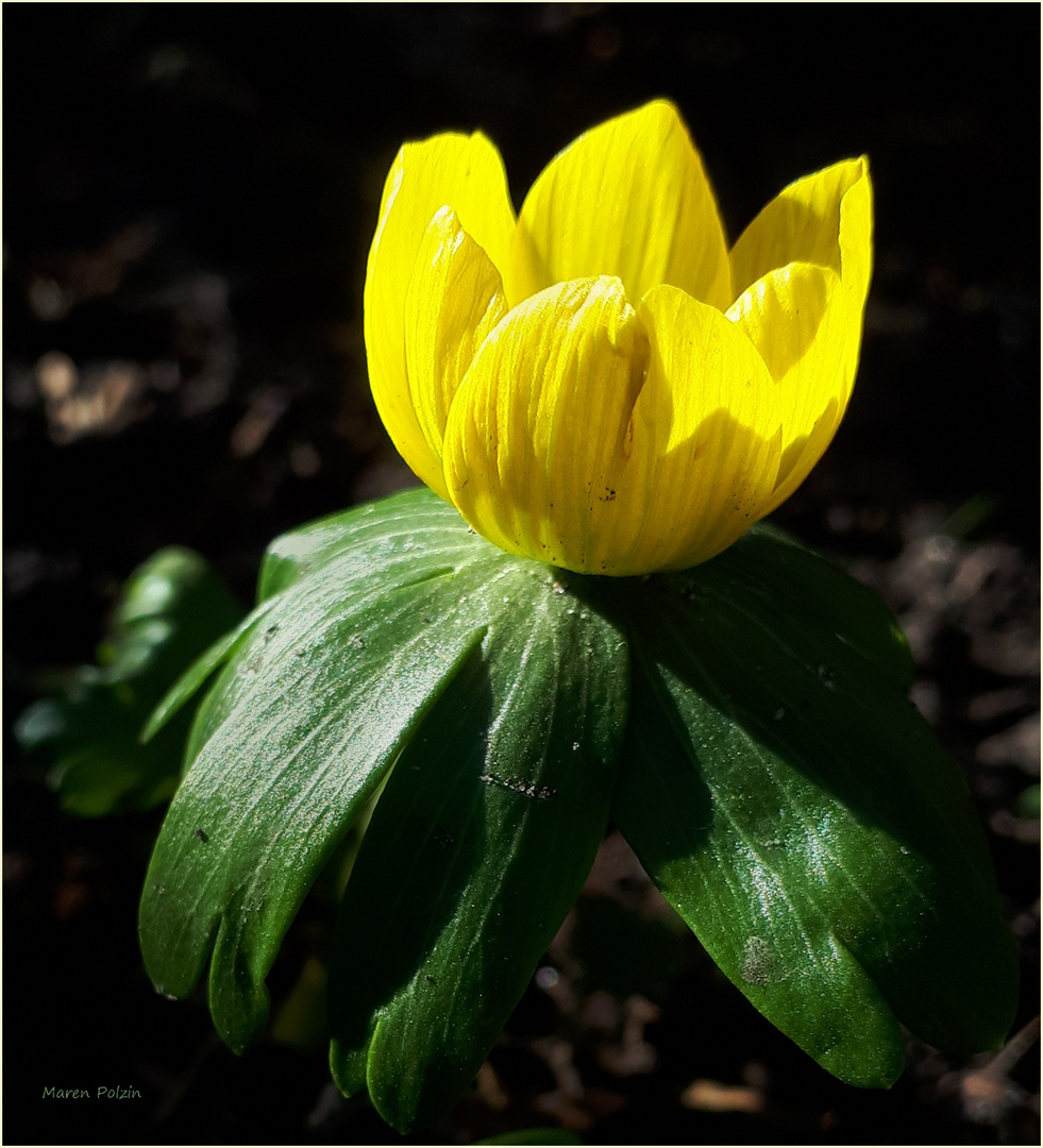 Der Sonne entgegen