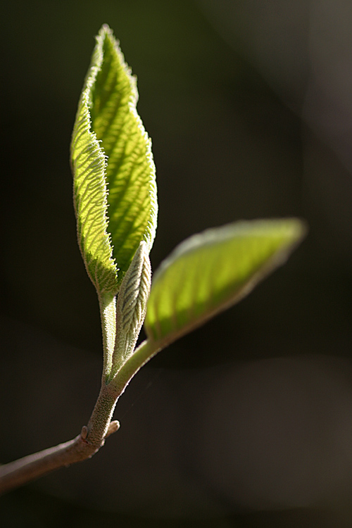 Der Sonne entgegen (2)