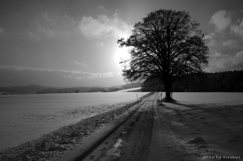 Der Sonne entgegen 2