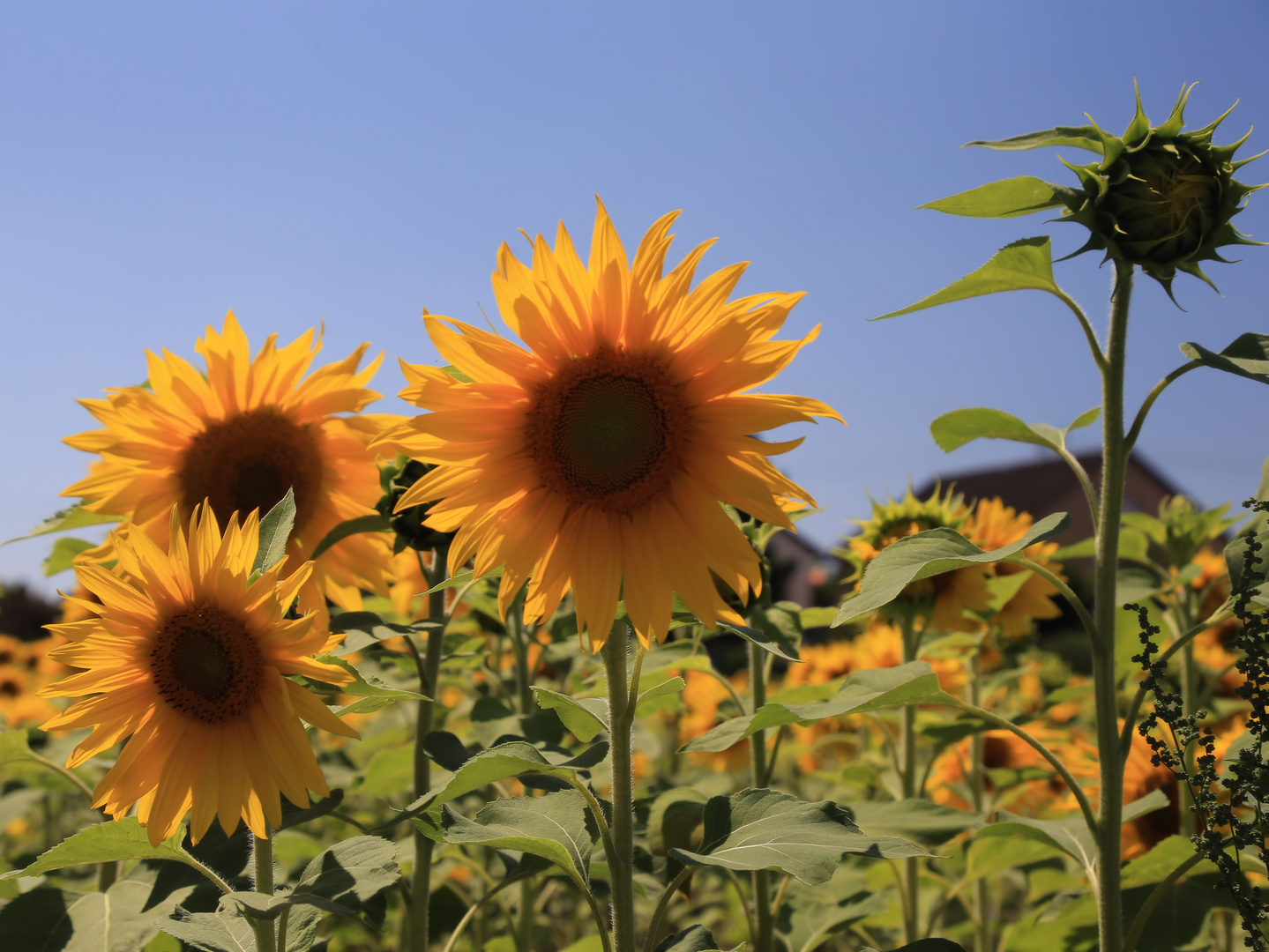 der sonne entgegen