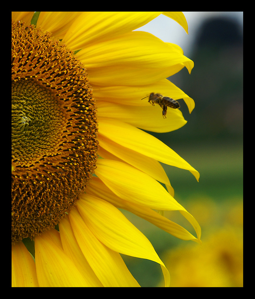 Der Sonne entgegen