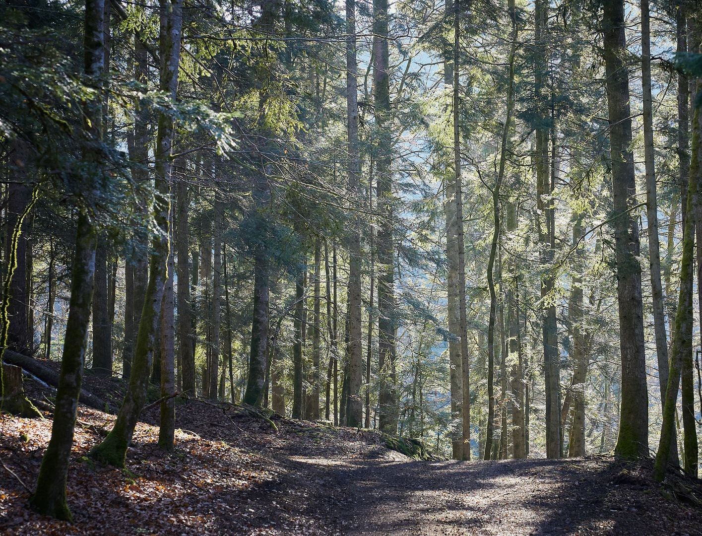 der Sonne entgegen