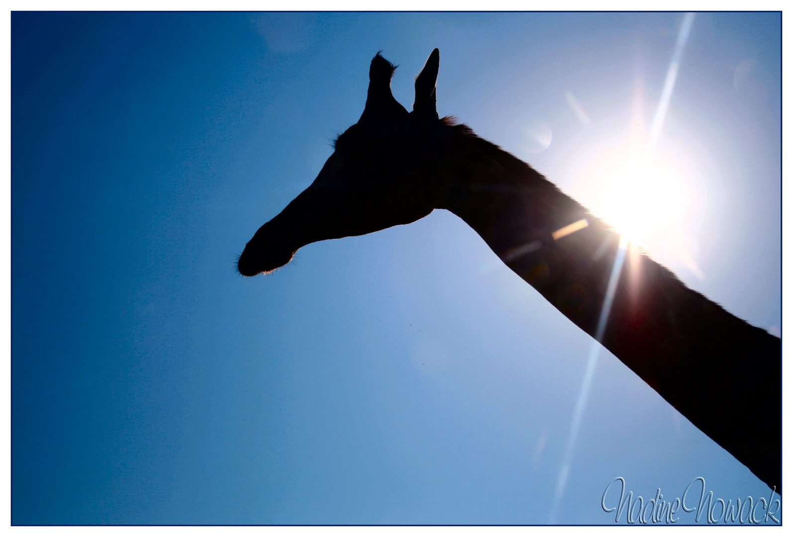 der Sonne entgegen