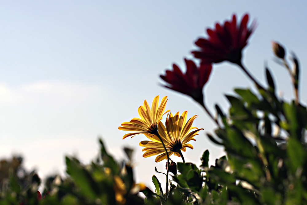 Der Sonne entgegen