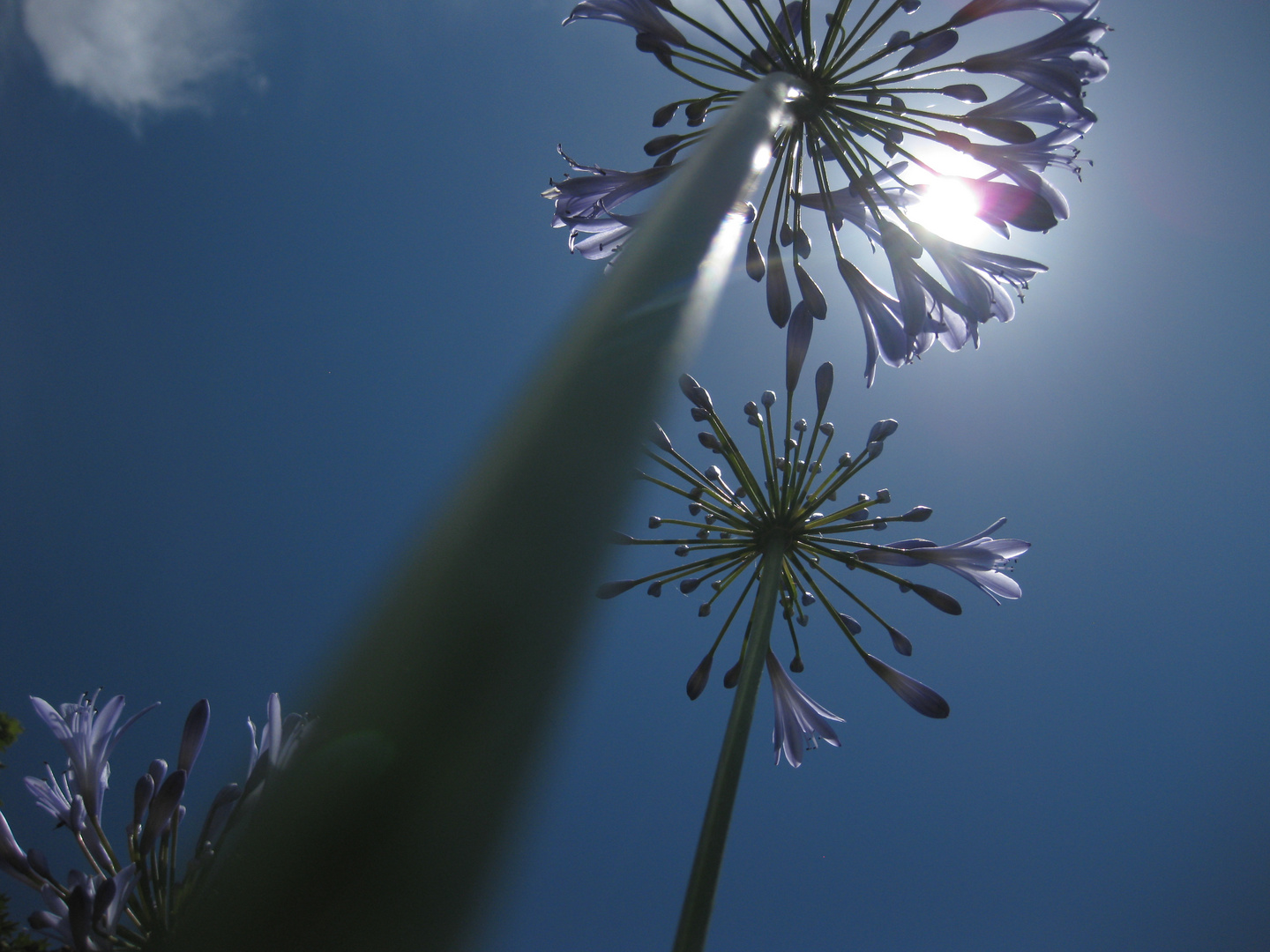 Der Sonne entgegen