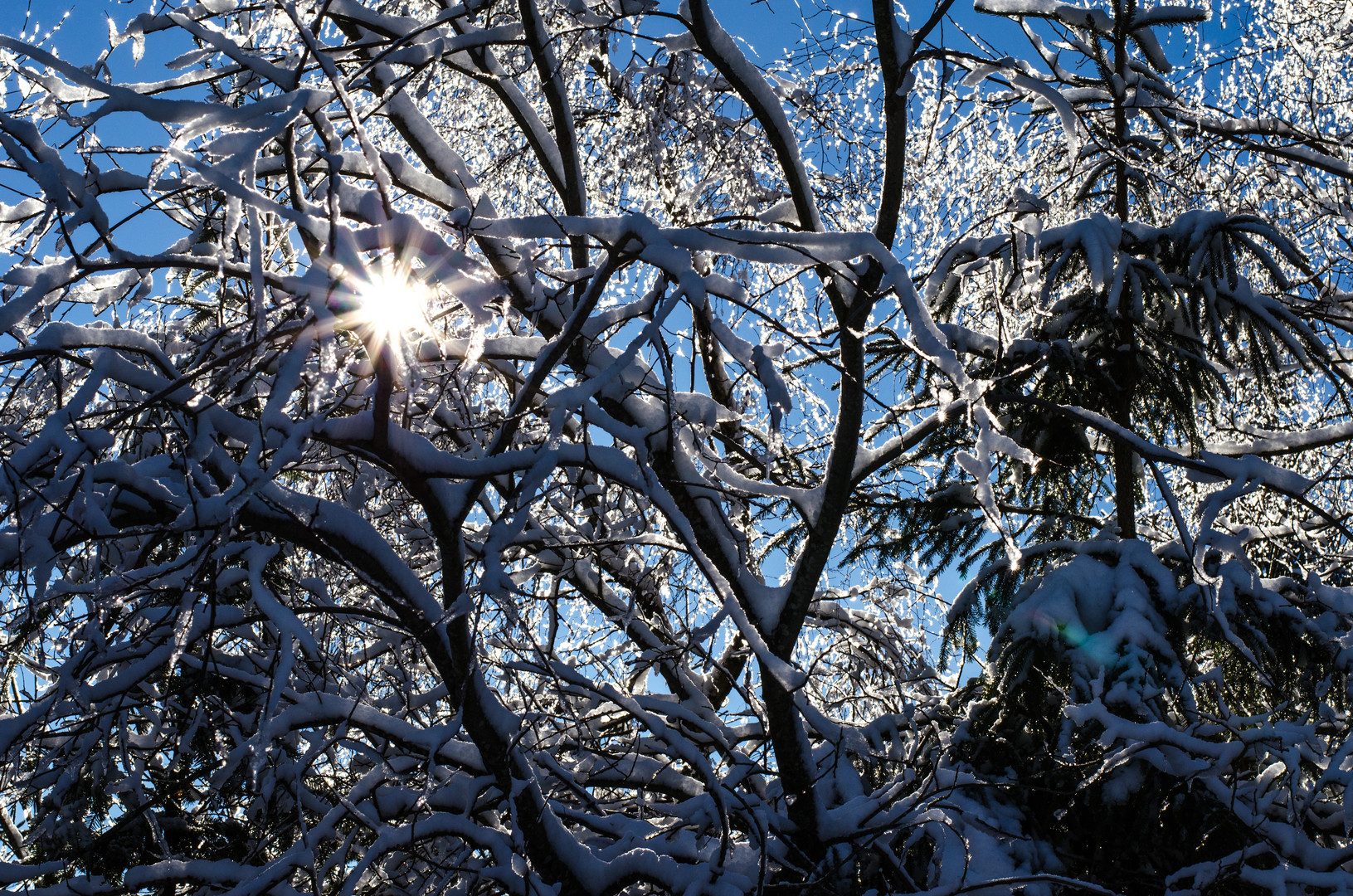 Der Sonne entgegen