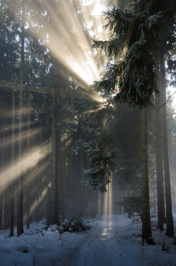 Der Sonne entgegen