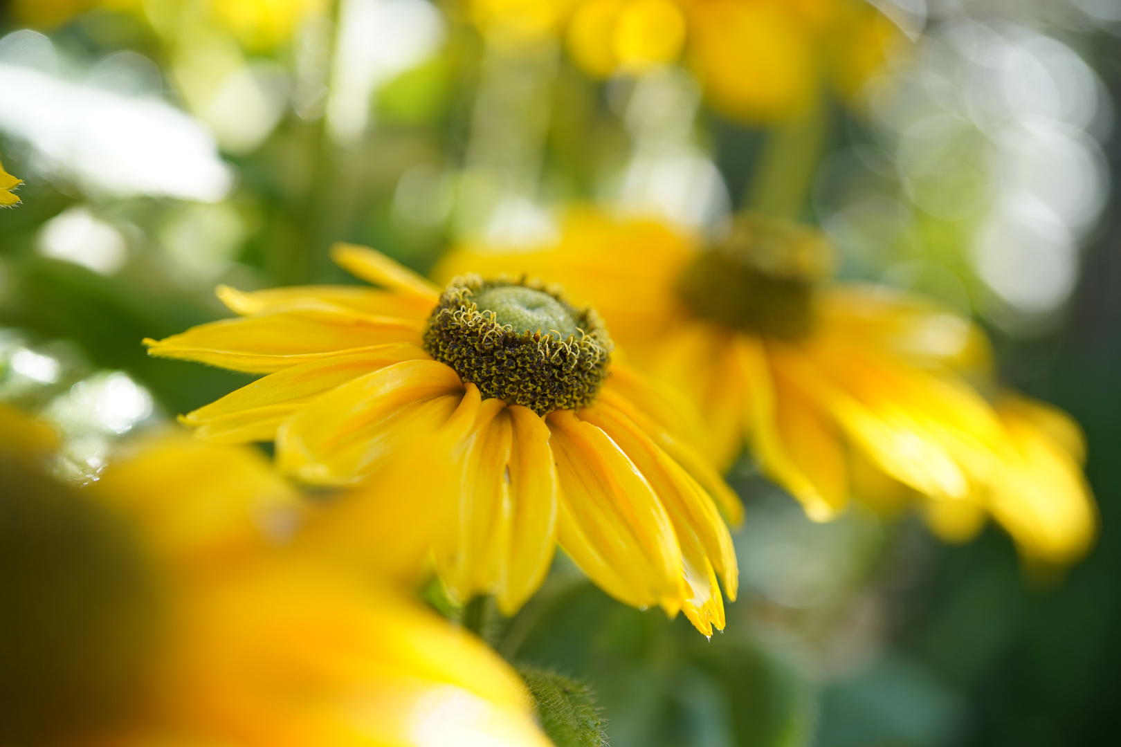 Der Sonne entgegen 