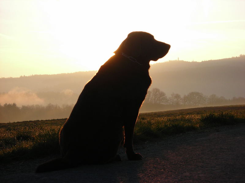 Der Sonne entgegen