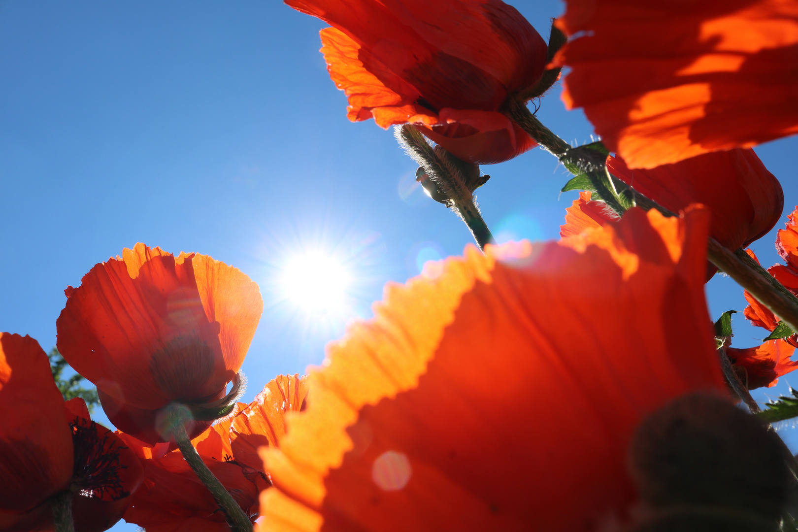 Der Sonne entgegen