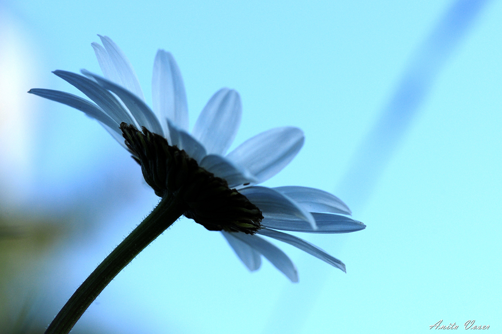 Der Sonne entgegen