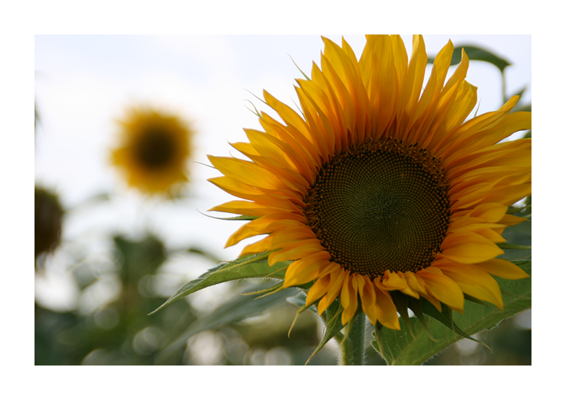 Der Sonne entgegen