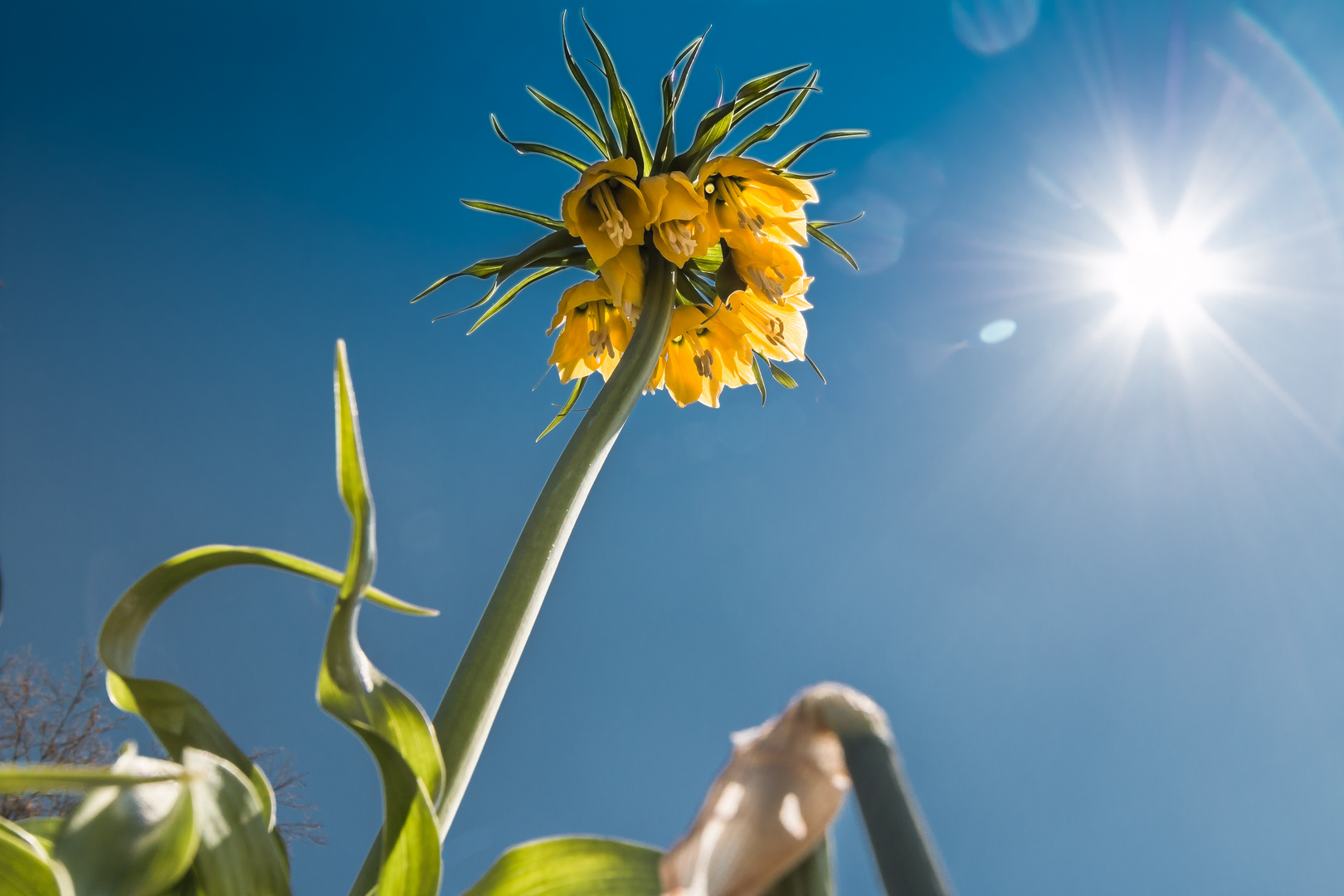 Der Sonne entgegen