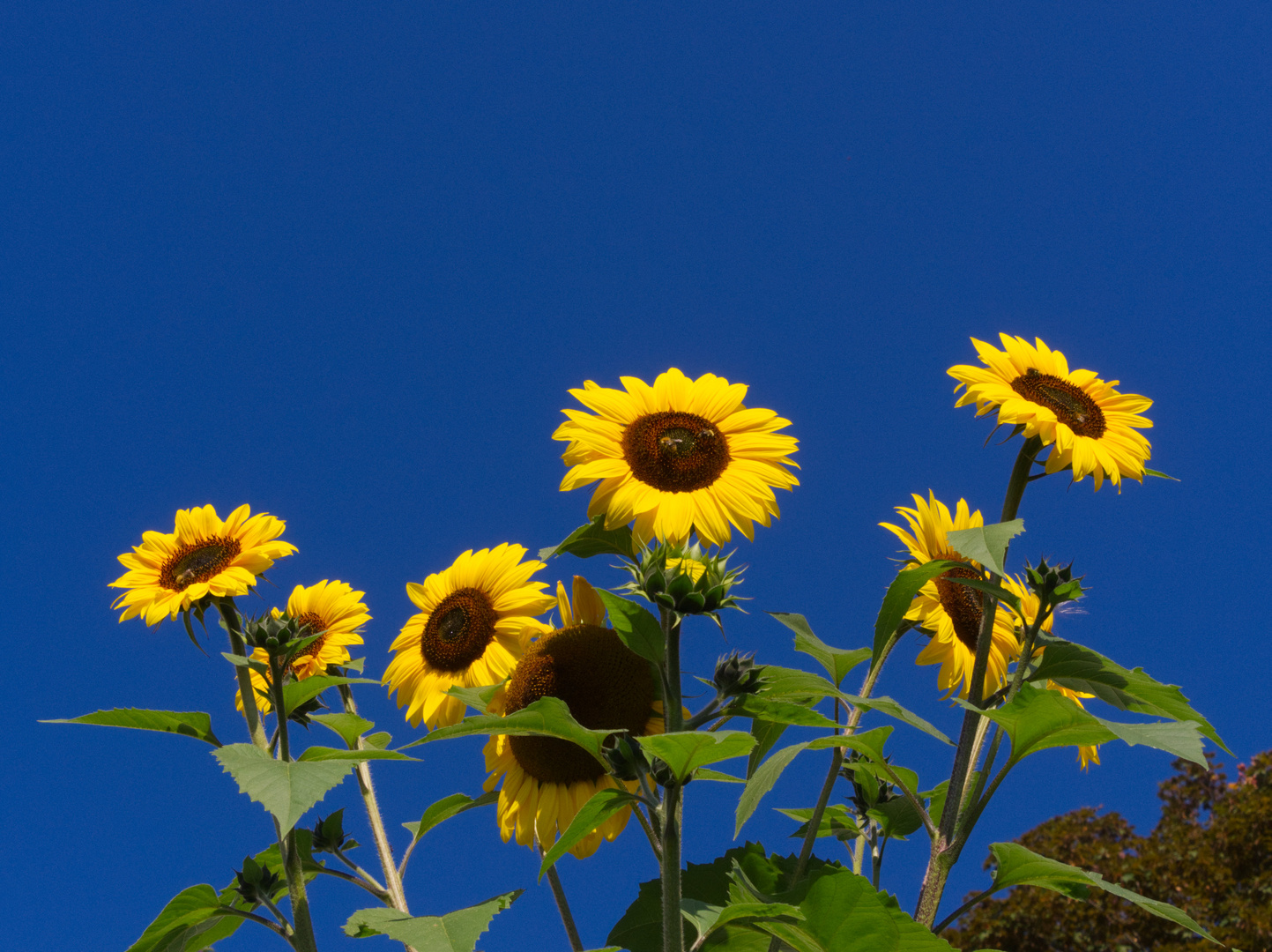 Der Sonne entgegen