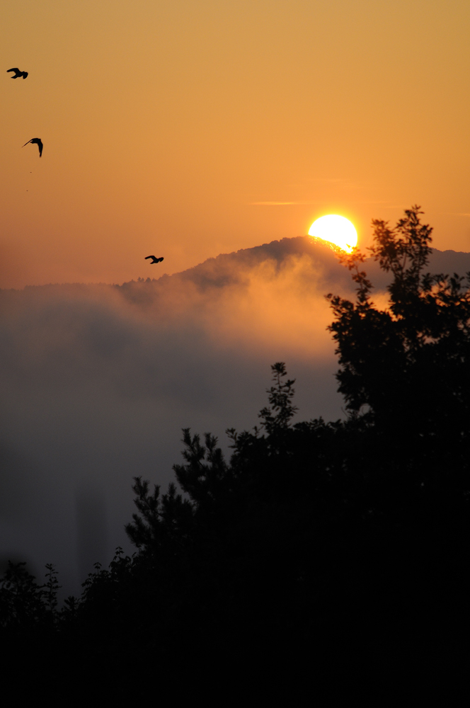 Der Sonne entgegen