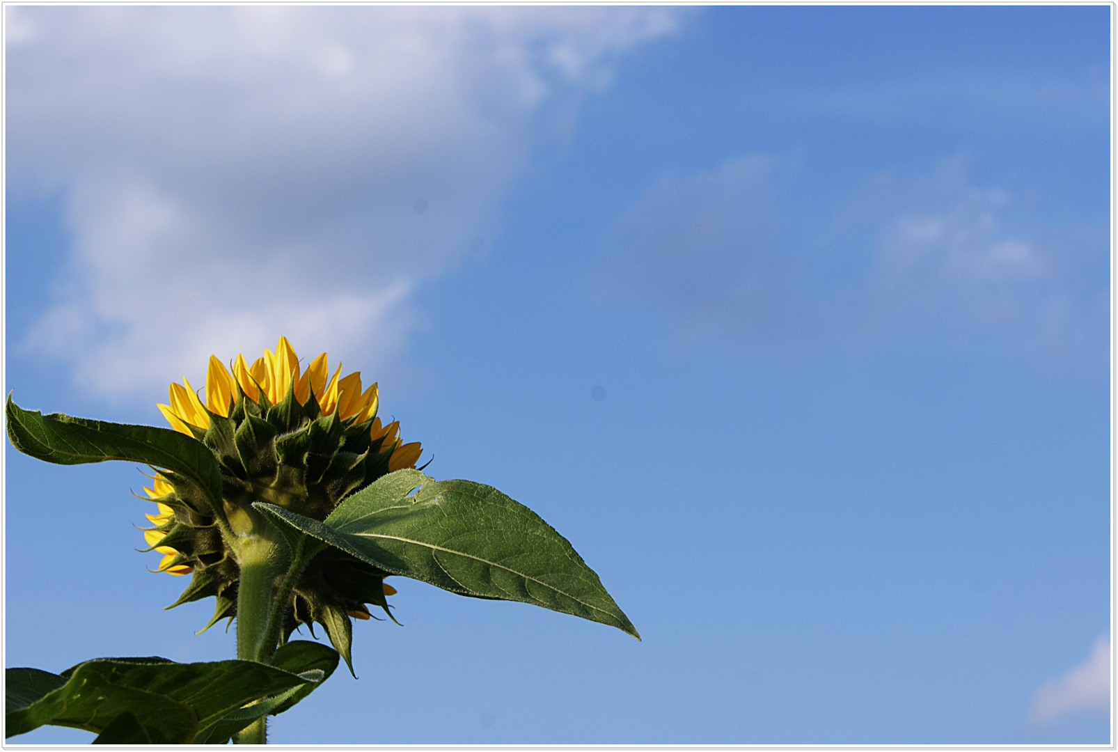 der sonne entgegen