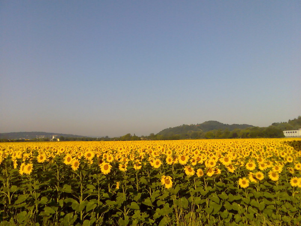 Der Sonne entgegen