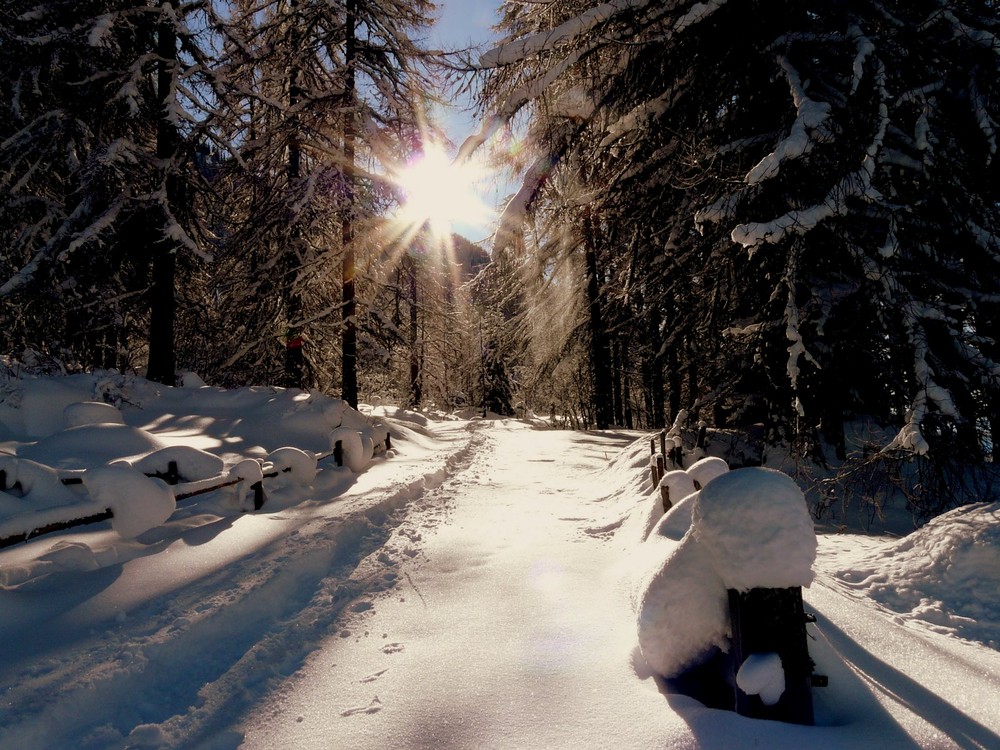 Der Sonne entgegen