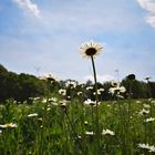 Der Sonne entgegen