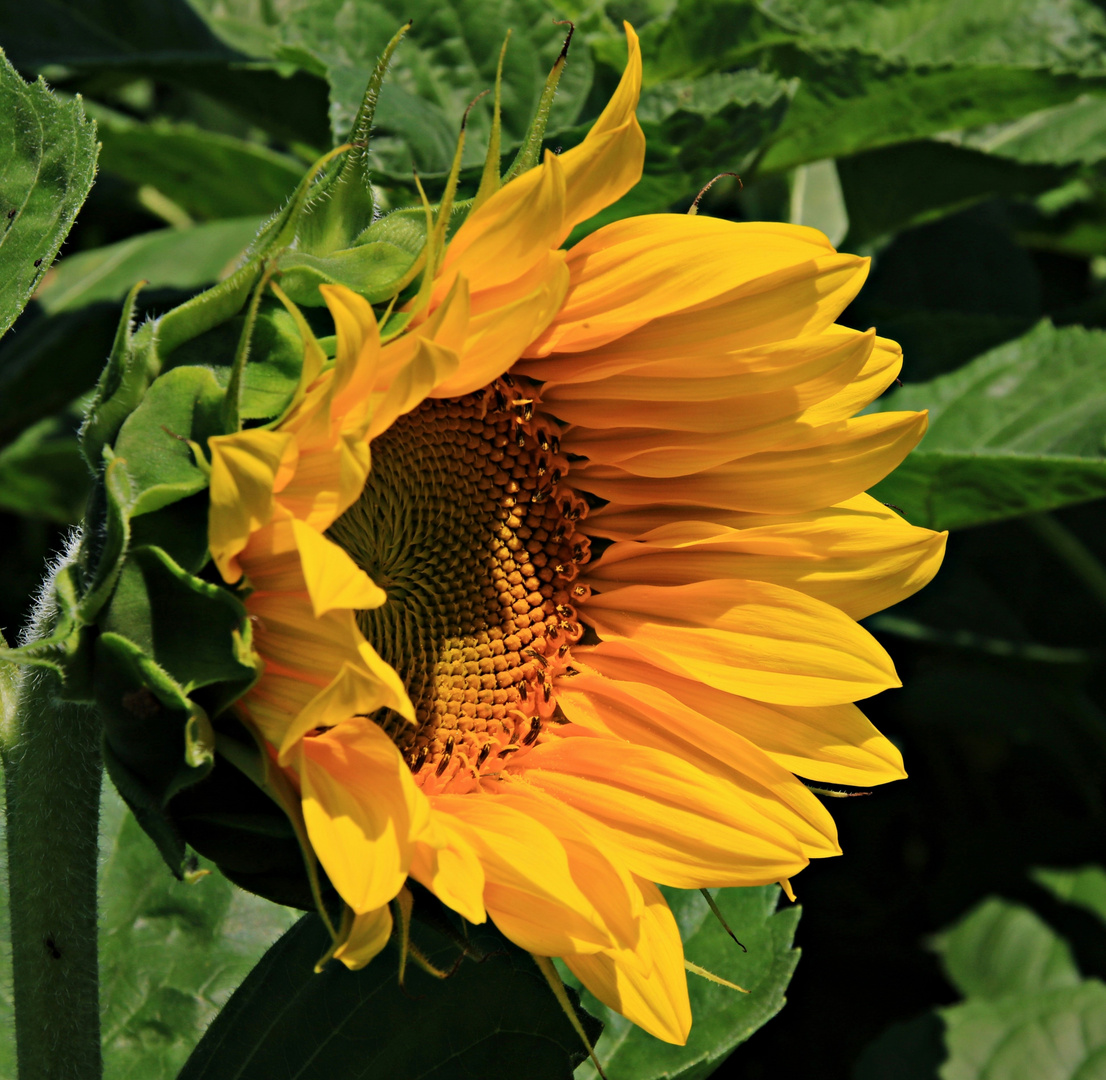 Der Sonne entgegen